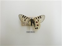 藏品(中國蝴蝶)的圖片